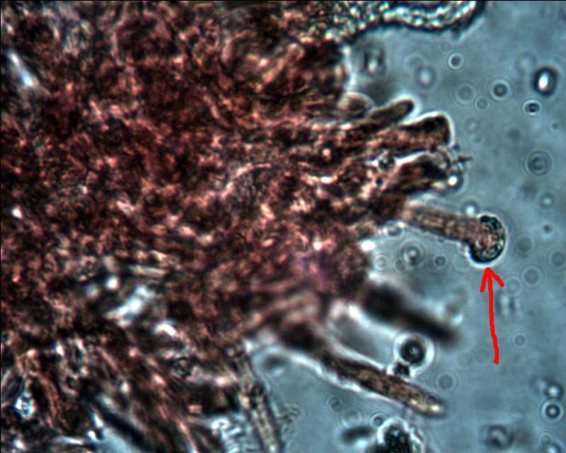 Phlebia tremellosa ? (Gloeoporus taxicola)